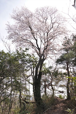 写真２　ヤマザクラ（くろんど園地に向かう道）