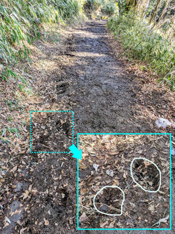 写真３　穴がいた遊歩道