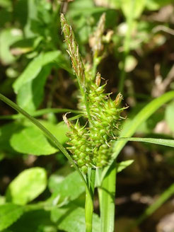 Carex demissa, Massif des Vosges (photo Ugo)