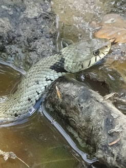 Natrix helvetica, Alsace (photo Ugo)