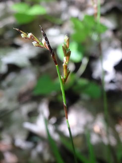 Carex digitata, Piémont Alsace (photo Ugo)