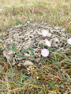 Kuhfladen - ein kleines Ökosystem. Foto: Julia Ehmer