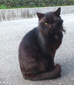 威圧感たっぷり 極猫にスカウトされそうね
