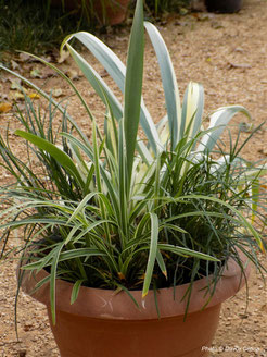 iris japonica variegata, ophiopogon, carex, perennial, evergreen, jesen zima, trajnice