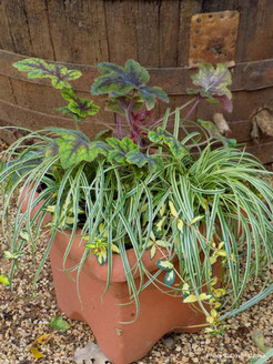 heucherella, carex, vinca, trajnice, perennials, evergreen, zima, jesen