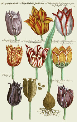 Bestelltafel Tulpe Züchter Tulpenmanie 1637