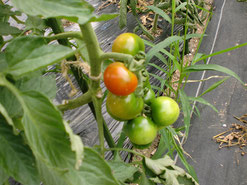 今年のトマトはアイコ・イエローアイコ・イタリアントマト・レッドオーレです！