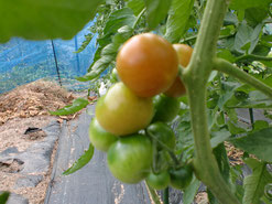 今年のトマトはアイコ・イエローアイコ・イタリアントマト・レッドオーレです！