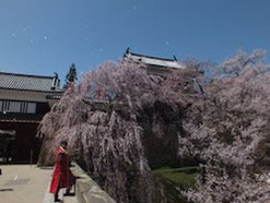 上田城の桜