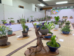 むろね山野草の会　こだわりの鉢と花台