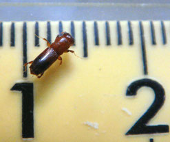 カシナガの大きさは、約5mm(大阪府HP)