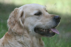 Lena