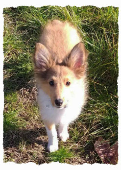 Chiot Berger de Shetland à l'école pour chiots à Dax