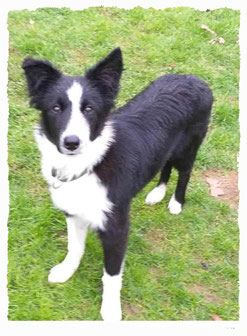 Chiot Border Collie à l'école pour chiots à Dax