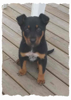 Chiot Beauceron à l'école pour chiots à Dax