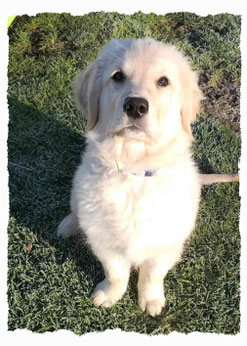 Chiot Golden Retriever à l'école pour chiots à Dax