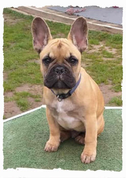 Chiot Bouledogue Français à l'école pour chiots à Dax