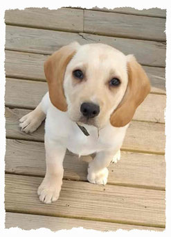 Chiot Labrador à l'école pour chiots à Dax