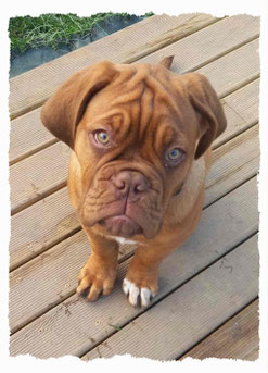 Chiot Dogue de Bordeaux à l'école pour chiots à Dax