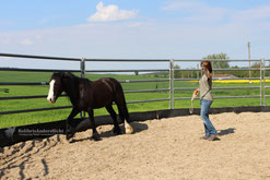 Freiarbeit, Round Pen, Horsemanship