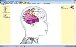 Auswertung  Global Diagnostic von Vitatec 