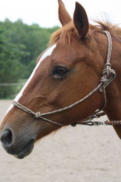 Pferd mit Knotenhalfter