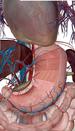 胃の解剖学