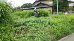 背丈ほどある雑草