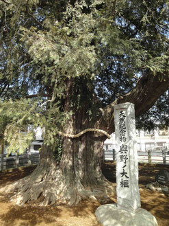 カヤの大木(埼玉県さいたま市で撮影)
