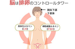 ストレス・頭痛があると卵子を育成するホルモンの分泌が悪くなります。