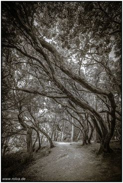 windschiefe Bäume#Roland Valter#rolva#Natur-Fotografie#Aachen 