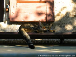 Chat, chat endormi, robe tigrée, étagère, goutière, mur; volet bois