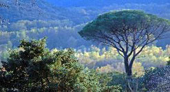 une forêt de pins parasol