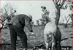 à la recherche des truffes "Vie à Ste Croix du Verdon février 1957" capture d'écran