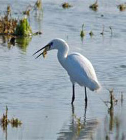 aigrette garzette