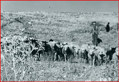 berger et son troupeau "Vie à Ste Croix du Verdon février 1957" capture d'écran