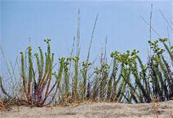 euphorbe des sables