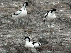 avocettes