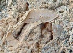 fossile feuille