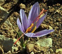 crocus sativus