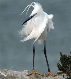 aigrette garzette