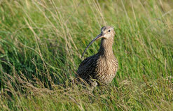 Großer Brachvogel