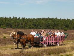 Eine Gruppe fährt mit zwei Kutschen mitten durch die blühende Heide.