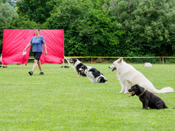 obedience hundesport erziehen fuss gehen leine