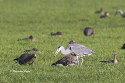graureiher nahrungssuche regenwurm wiese