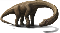 Image animaux detourée transparent sur fond blanc diplodocus png