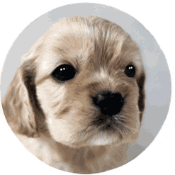 繁殖犬種・Aコッカー｜仔犬のお部屋へリンク画像1