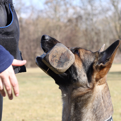 fuss gehen hundesport schäferhund erziehen 