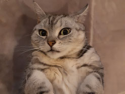 猫の写真