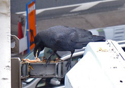 ハシブトガラス